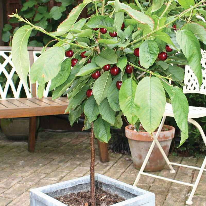 Cây cherry: Cách trồng và chăm sóc cây phát triển tốt nhất