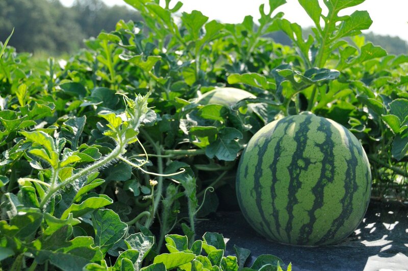Bạn đã biết cách trồng và chăm sóc dưa hấu - loại quả tuyệt vời của mùa hè?