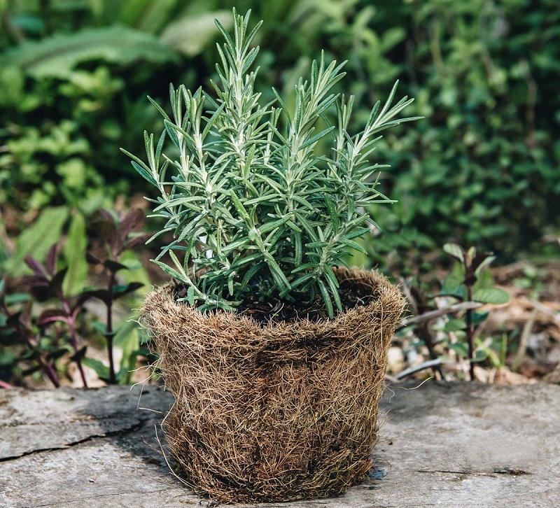 Cây hương thảo: Tác dụng và cách chăm sóc để cây phát triển tốt