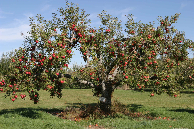 Cây táo: Thông tin cần biết về trồng và chăm sóc