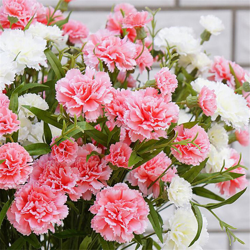 Đặc điểm, ý nghĩa hoa cẩm chướng và cách trồng, chăm sóc hoa nở đẹp