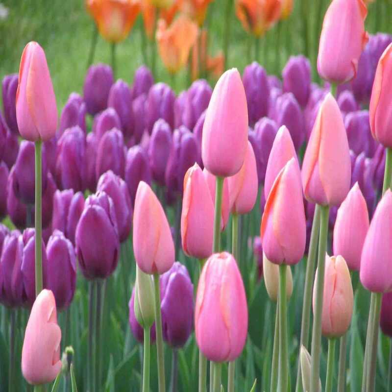 Hoa tulip – Tất tần tật thông tin về nguồn gốc, ý nghĩa và cách trồng