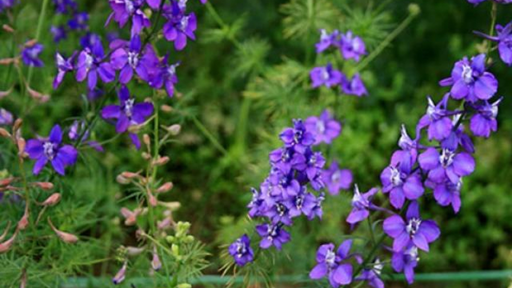 Tìm hiểu đặc điểm, ý nghĩa, cách trồng và chăm sóc hoa Violet