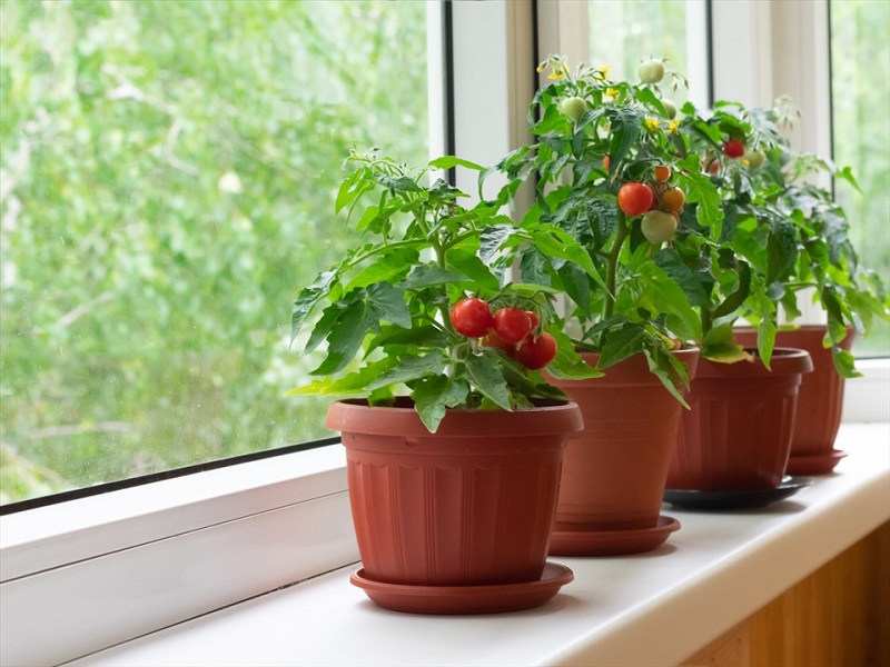 Cà chua: Những điều cần biết về cách trồng và chăm sóc tốt nhất