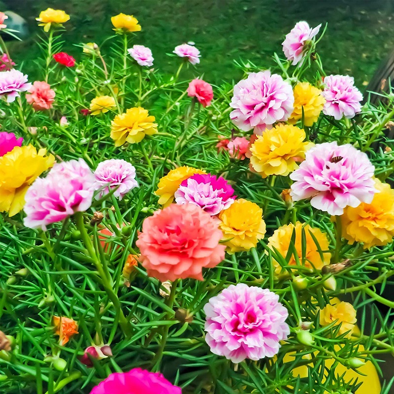 Hoa mười giờ: Ý nghĩa, phân loại và cẩm nang chăm sóc và trồng hoa hiệu quả
