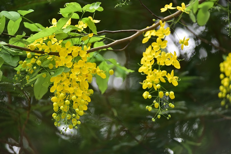 Bò cạp vàng (muồng hoàng yến) - cách trồng và chăm sóc để có hoa nở quanh năm