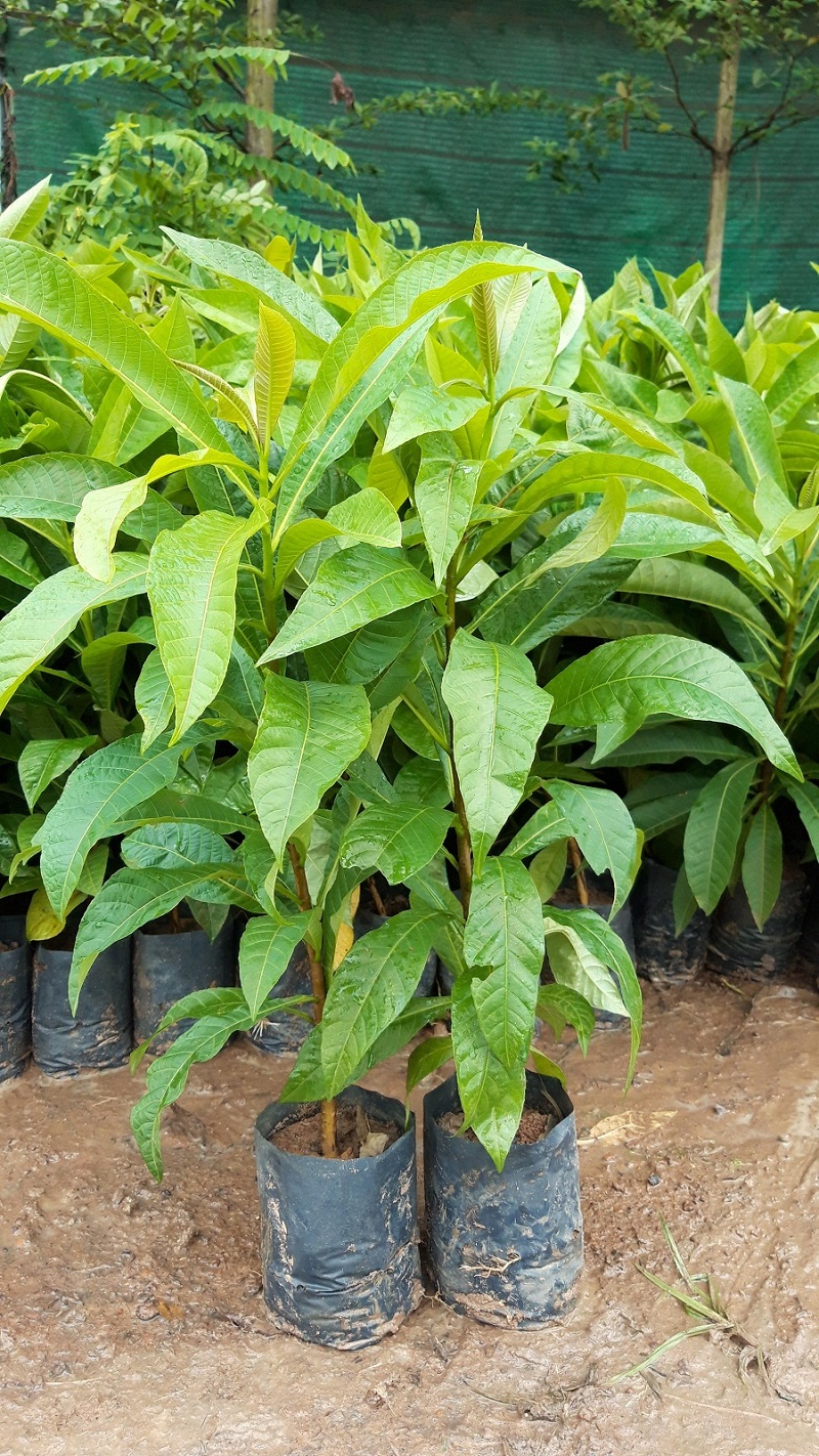 Tìm hiểu về cây sala - loại cây độc đáo của Việt Nam