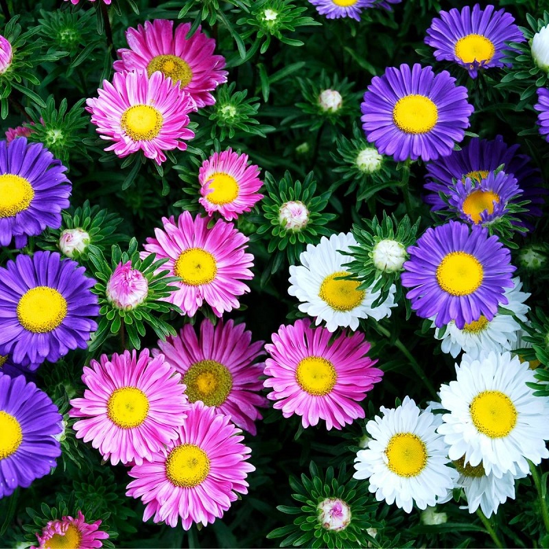 Cây hoa thạch thảo: Cách trồng và chăm sóc cây ra hoa đẹp