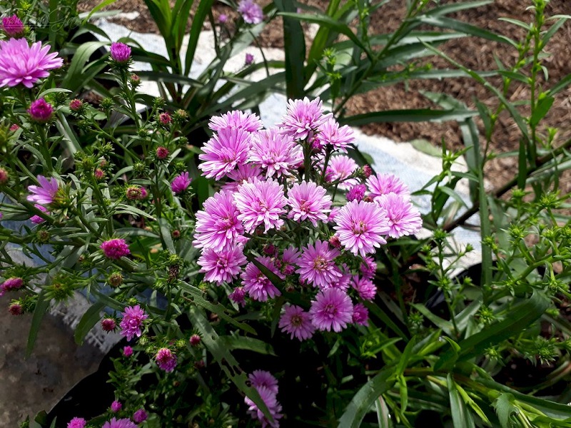 Cây hoa thạch thảo: Cách trồng và chăm sóc cây ra hoa đẹp