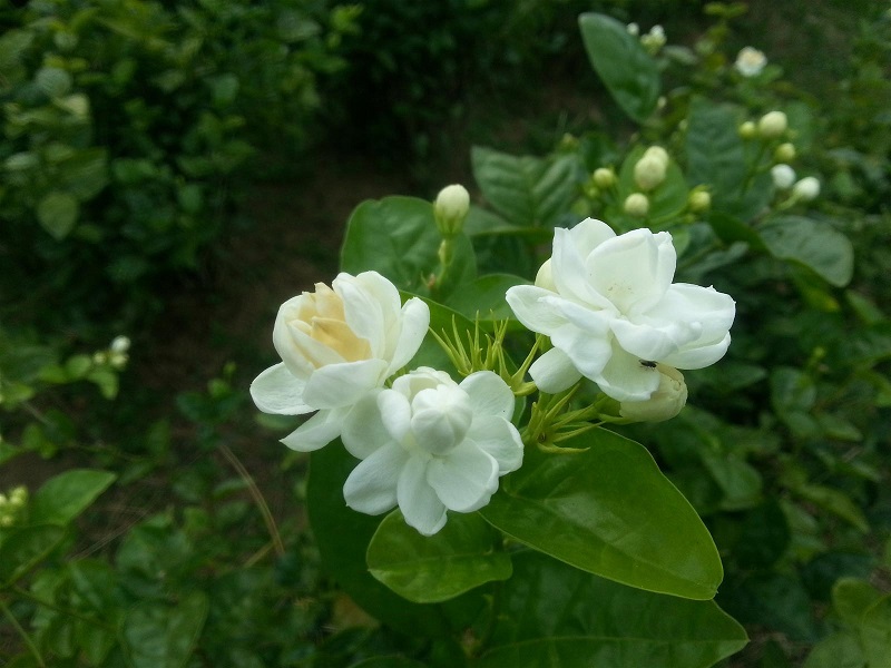 Cây hoa nhài - đặc điểm, cách trồng và chăm sóc
