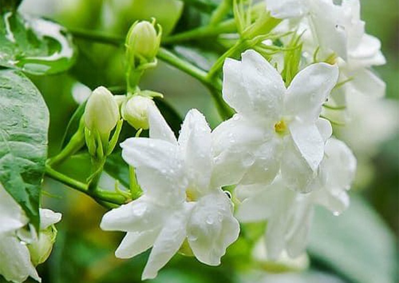Cây hoa nhài - đặc điểm, cách trồng và chăm sóc