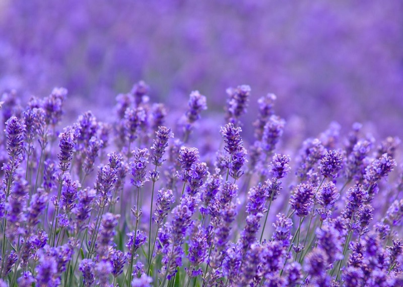 Lavender - Hoa oải hương: Tất tần tật thông tin về loài hoa tím đẹp mê hồn