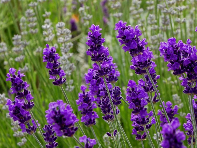 Lavender - Hoa oải hương: Tất tần tật thông tin về loài hoa tím đẹp mê hồn