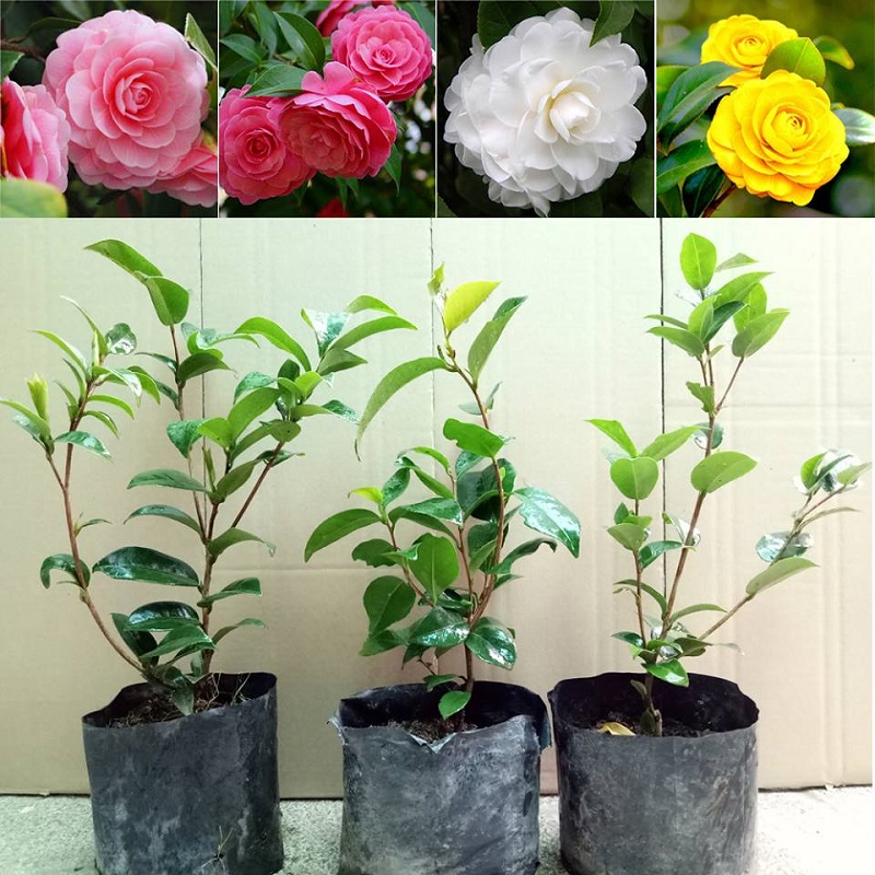 Cây hoa trà (trà my) - Tổng quan về đặc điểm, cách trồng và chăm sóc