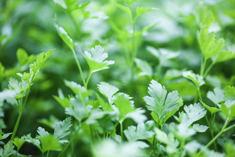 Tìm hiểu về nguồn gốc, cách trồng và chăm sóc cây rau mùi