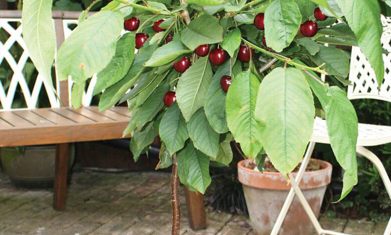 Cây cherry: Cách trồng và chăm sóc cây phát triển tốt nhất