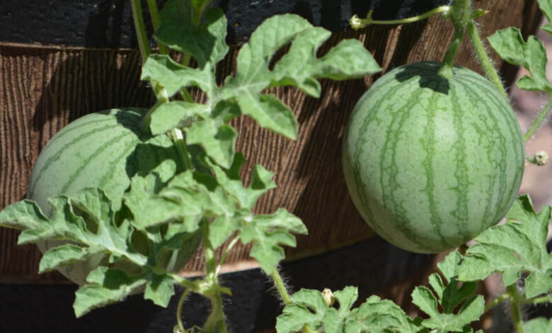 Bạn đã biết cách trồng và chăm sóc dưa hấu - loại quả tuyệt vời của mùa hè?