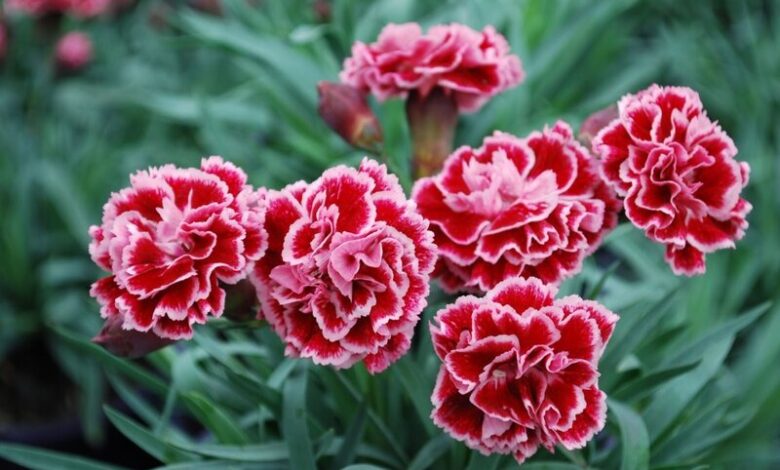 Đặc điểm, ý nghĩa hoa cẩm chướng và cách trồng, chăm sóc hoa nở đẹp