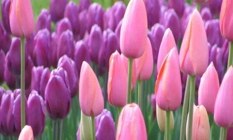 Hoa tulip – Tất tần tật thông tin về nguồn gốc, ý nghĩa và cách trồng