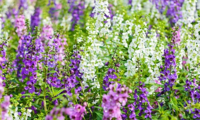 Tìm hiểu đặc điểm, ý nghĩa, cách trồng và chăm sóc hoa Violet