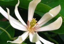 Tìm hiểu về hoa ngọc lan: Ý nghĩa, cách trồng và chăm sóc cây tại nhà