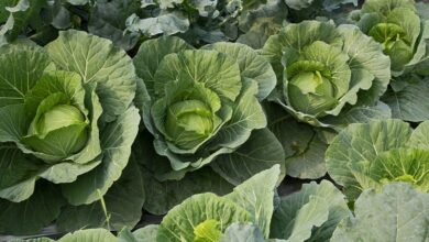 Cẩm nang trồng và chăm sóc bắp cải: Tất tần tật mọi điều bạn cần biết