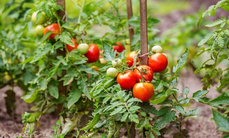 Cà chua: Những điều cần biết về cách trồng và chăm sóc tốt nhất