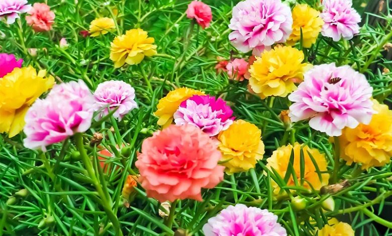 Hoa mười giờ: Ý nghĩa, phân loại và cẩm nang chăm sóc và trồng hoa hiệu quả