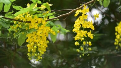 Bò cạp vàng (muồng hoàng yến) - cách trồng và chăm sóc để có hoa nở quanh năm