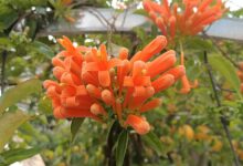 Ý nghĩa, đặc điểm, cách trồng và chăm sóc cây hoa rạng đông (hoa chùm ớt)
