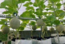 Tìm hiểu về đặc điểm, cách trồng và chăm sóc cây dưa gang