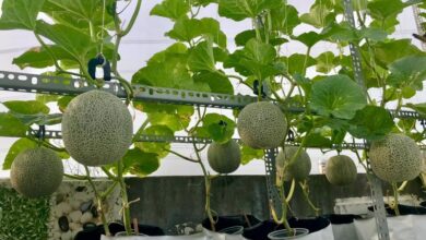 Tìm hiểu về đặc điểm, cách trồng và chăm sóc cây dưa gang