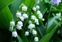 Tìm hiểu về ý nghĩa, đặc điểm, cách trồng và chăm sóc hoa linh lan