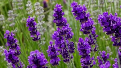 Lavender - Hoa oải hương: Tất tần tật thông tin về loài hoa tím đẹp mê hồn